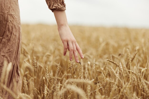 Imagem de espigas nas mãos do agricultor em causa o amadurecimento das espigas de trigo na colheita do início do verão