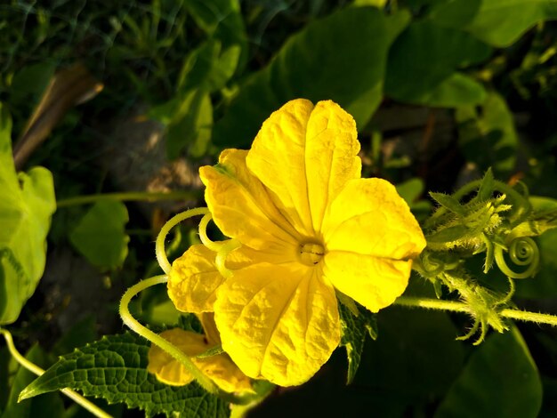 Foto imagem de flor amarela