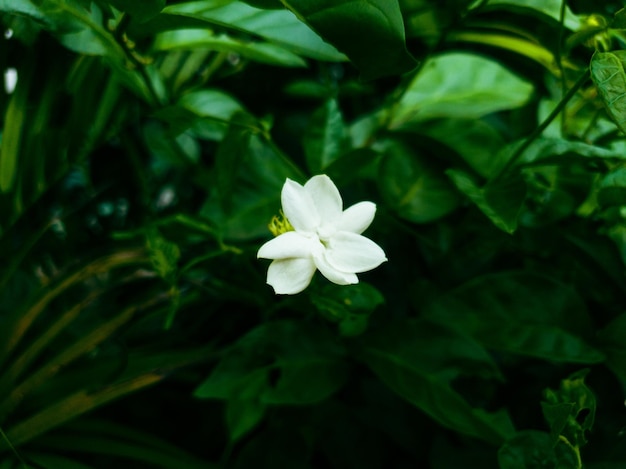 Imagem de flor branca em um jardim formal de paisagem colorida