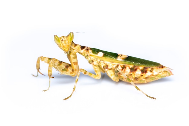 imagem de flor mantis em fundo branco. inseto. animal.