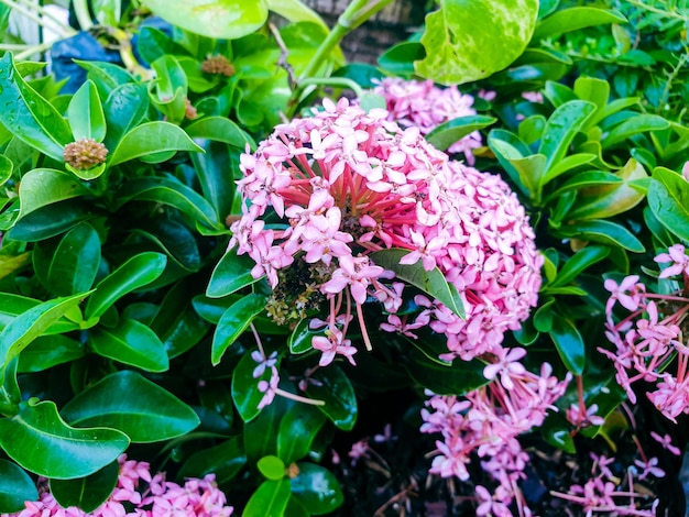 Imagem de flores cor de rosa em um belo jardim formal de paisagem colorida