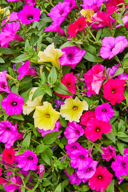 Imagem de flores de ipomeia rosa choque com flores amarelas e roxas misturadas no recurso de fundo