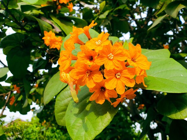 Imagem de flores de laranja em um jardim formal de paisagem colorida