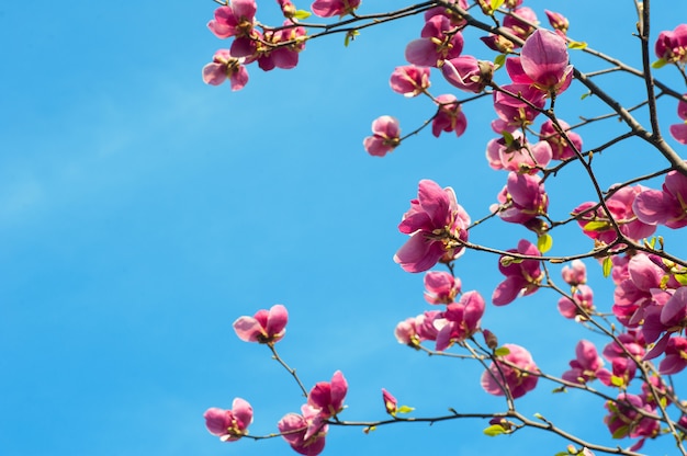 Imagem de flores de magnólia em flor na primavera