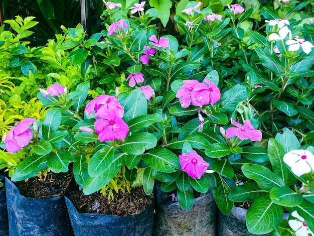 Imagem de flores em um belo jardim formal de paisagem colorida