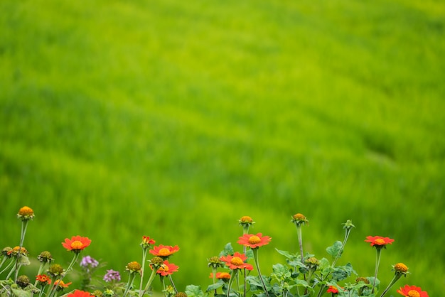 Imagem de foco suave de flores sobre fundo verde