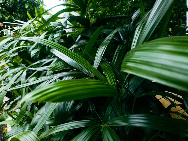 Imagem de folhas verdes em um jardim formal de paisagem colorida.