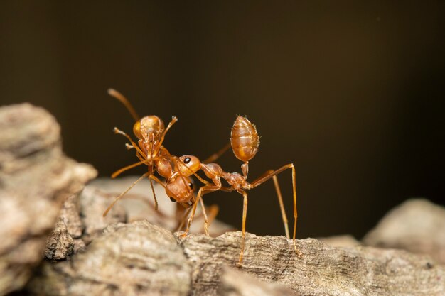 Imagem de formiga vermelha (Oecophylla smaragdina) na árvore. Inseto. Animal.