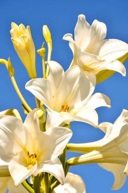 Imagem de foto de fundo de flor bonita desabrochando