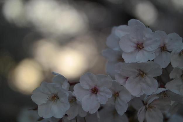 Imagem de fundo da flor de cerejeira.