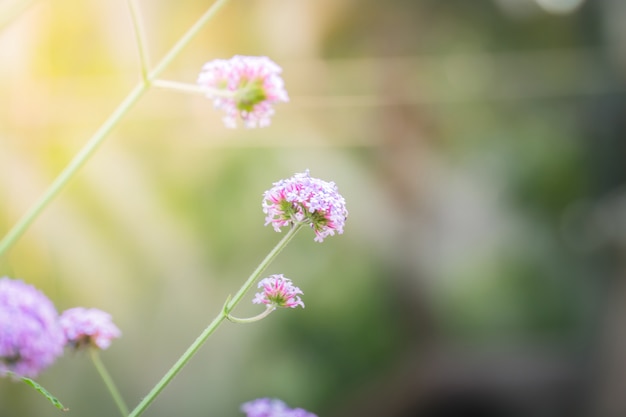 imagem de fundo das flores coloridas