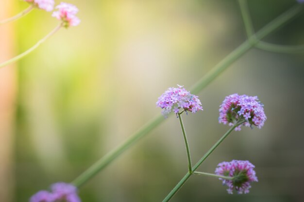 imagem de fundo das flores coloridas