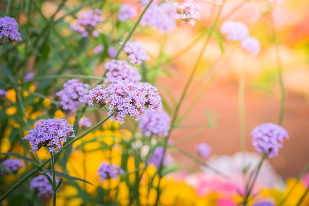 imagem de fundo das flores coloridas