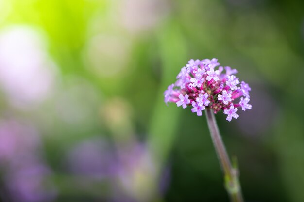 imagem de fundo das flores coloridas