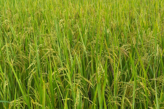 Foto imagem de fundo de campo de arroz verde