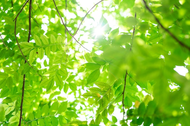 Imagem de fundo de folhas verdes ao sol