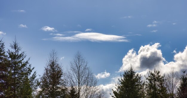 Imagem de fundo de natureza de árvores verdes com céu azul e nuvens brancas e fofas