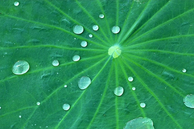 Imagem de fundo de veia de folha verde