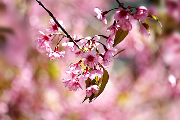 imagem de fundo do filtro de flor de cerejeira ou flores de Sakura na primavera