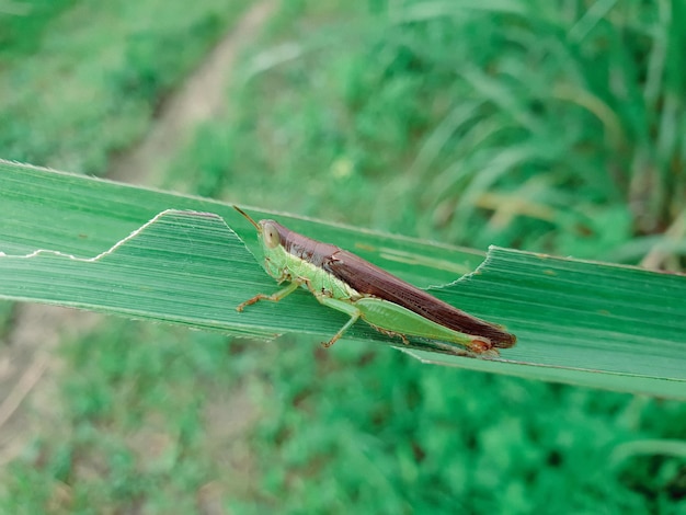 Imagem de gafanhoto está sentado em uma folha verde.