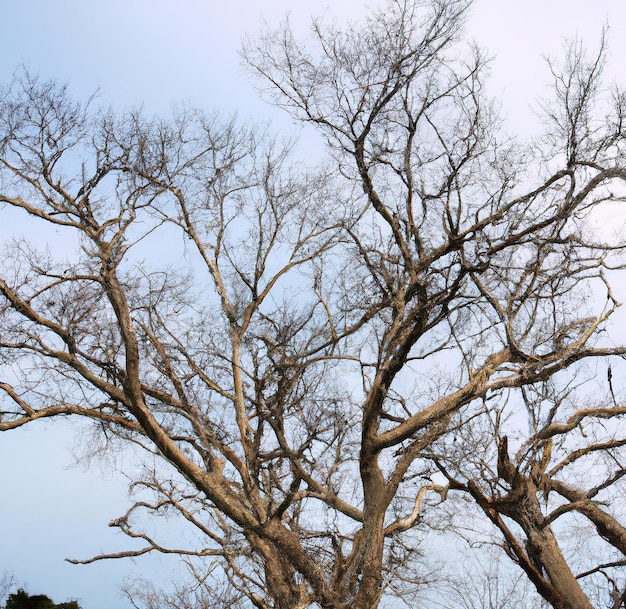 Imagem de galhos de árvores sem folhas contra nuvens no fundo do céu azul