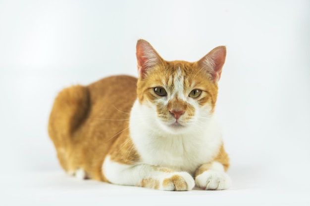 Foto imagem de gato bonito em fundo branco