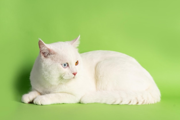 imagem de gato branco com duas cores de olhos isoladas em fundo azul