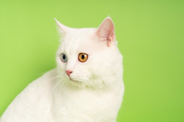 Imagem de gato branco com duas cores de olhos isoladas em fundo azul