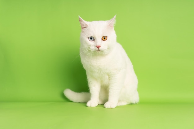 Imagem de gato branco com duas cores de olhos isoladas em fundo azul