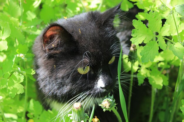 Imagem de gato preto com gravata branca no mato