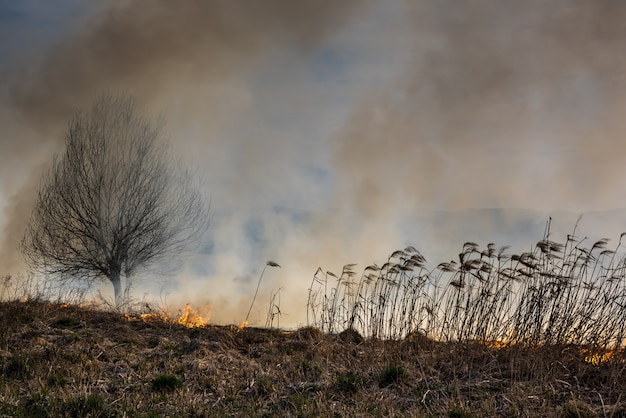 Imagem de global e seu risco de desastres naturais. queimando juncos secos. perigo global.