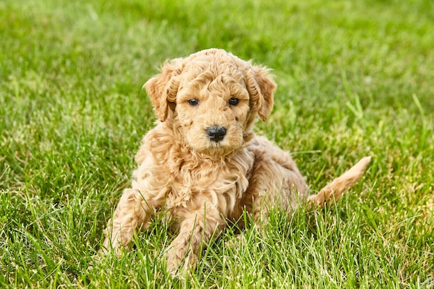 Imagem de Goldendoodle cachorrinho fofo em gramado verde