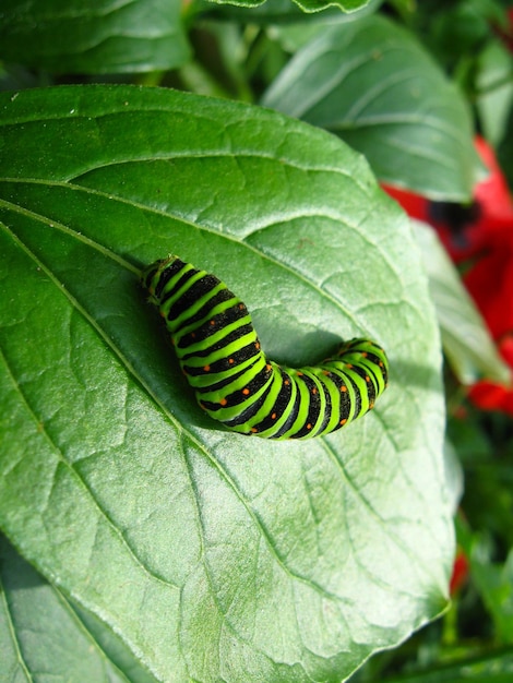 Imagem de lagarta da borboleta machaon na folha