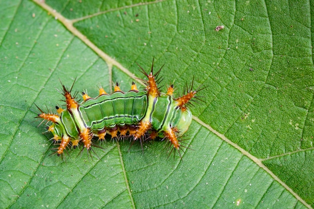 Imagem de lagarta de urtiga (cup moth, limacodidae) 