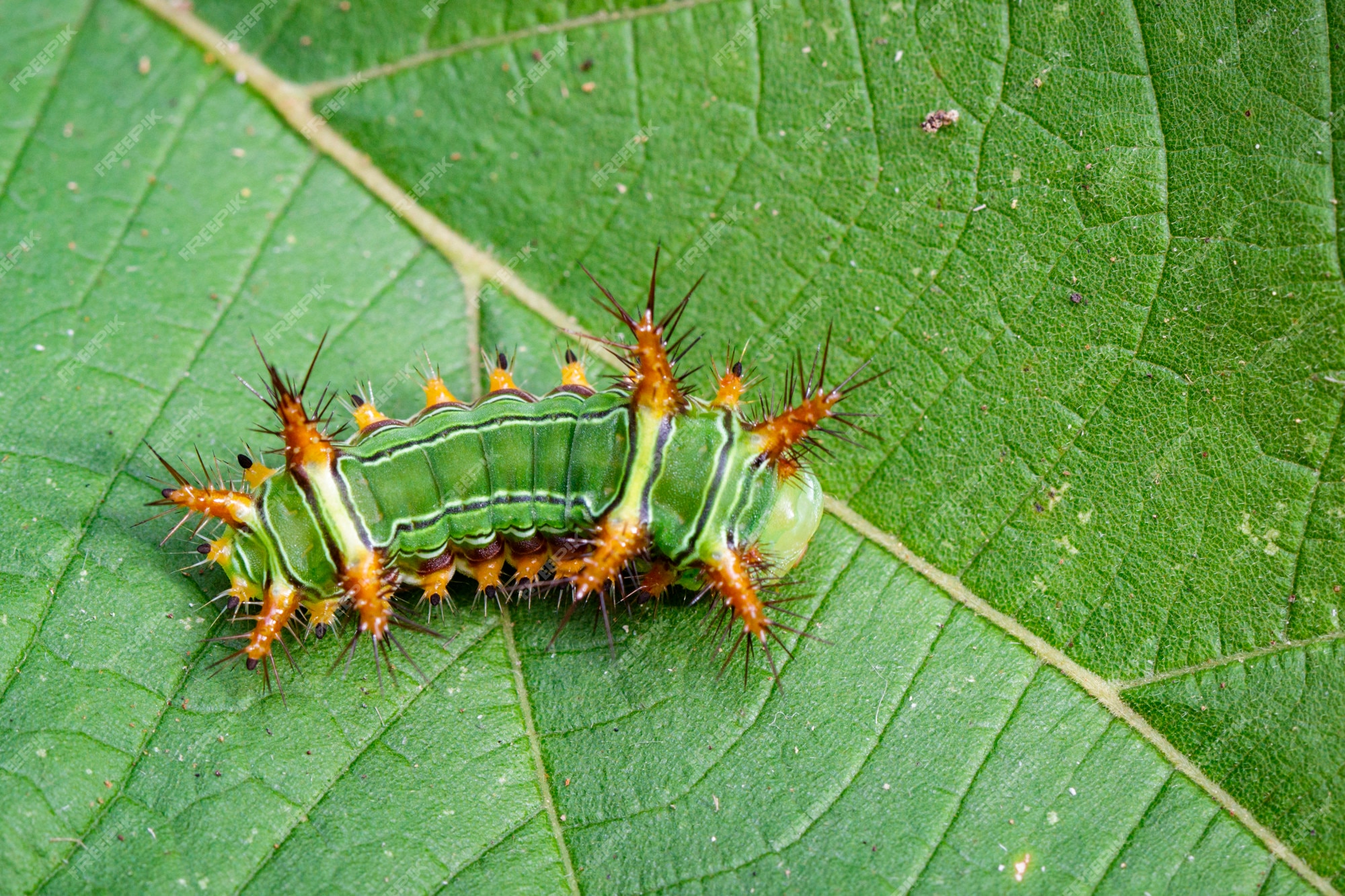 Foto: Lagarta verde dos toras de Arachides que munching em uma folha