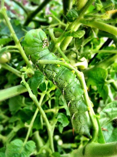 Imagem de lagarta verde camuflada entre folhagens e folhas verdes