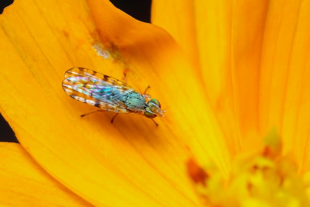 Imagem de larvas Spottedwinged Fly Neotephritis finalis em uma flor amarela no fundo da natureza Inseto Animal