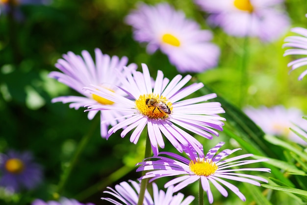 Imagem de linda flor violeta e abelha