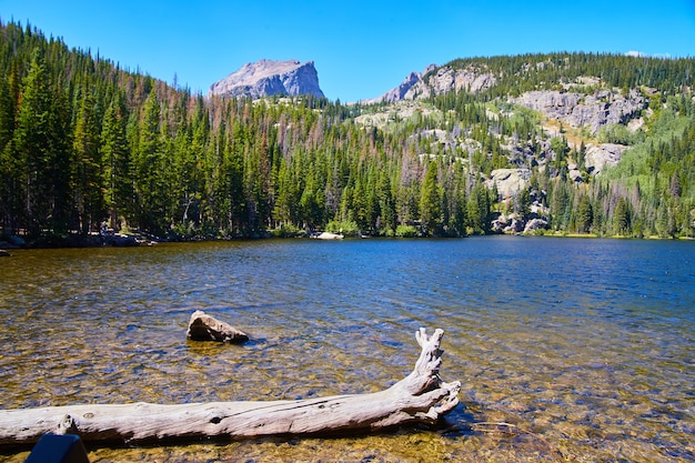 Imagem de Log in lago e floresta de pinheiros com montanhas