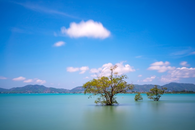 Imagem de longa exposição de árvores de mangue no mar na ilha de phuket na temporada de verão lindo fundo de céu azul em phuket, tailândia.