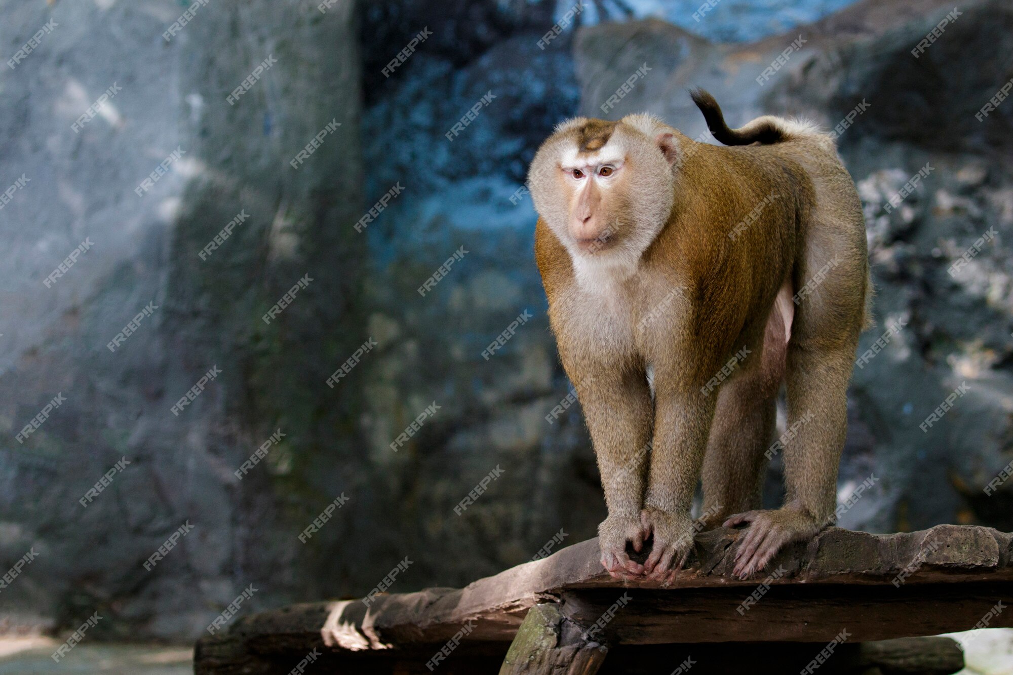 Foto de Macacos Fofos e mais fotos de stock de Animal selvagem - Animal  selvagem, Ano do Macaco, Fofo - Descrição Geral - iStock