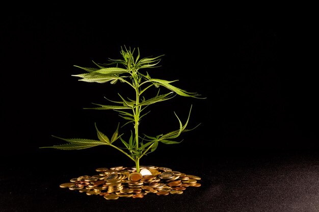 Imagem de maconha e dinheiro Cannabis Business Concept