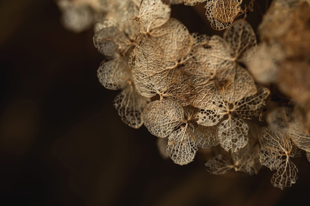 Imagem de macro close-up de planta seca