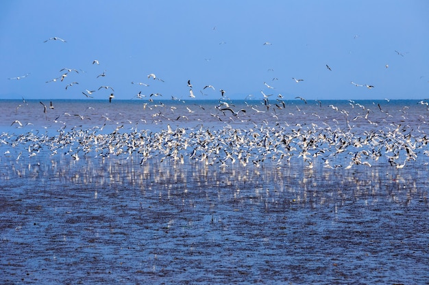 Imagem de paisagem de gaivotas voando no céu ao pôr do sol