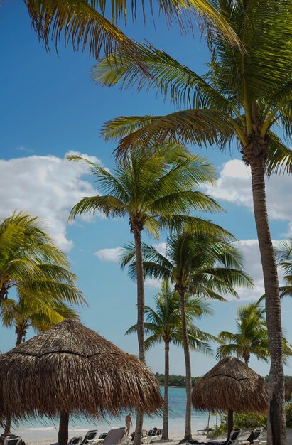 Imagem de palmeiras tropicais na costa do mar do caribe