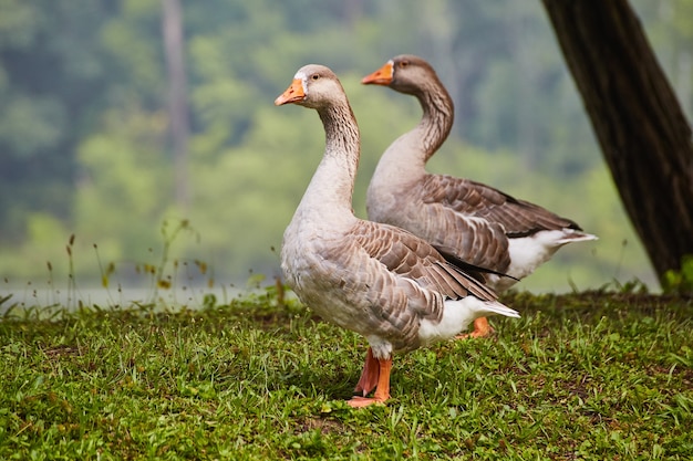 Imagem de Par de patos na grama com bicos laranja vibrantes