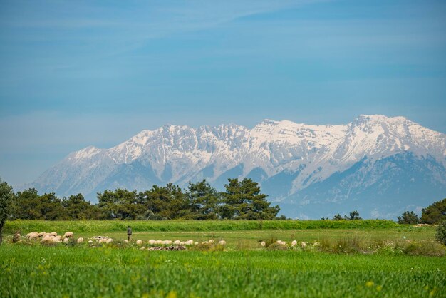 Imagem de pastor de campos verdes com ovelhas e pastor e montanhas nevadas ao fundo