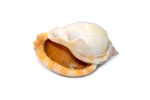 Imagem de phalium glaucum shell nome comum a touca cinza ou glaucus bonnet é uma espécie.