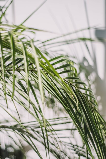 Foto imagem de plantas e palmeiras