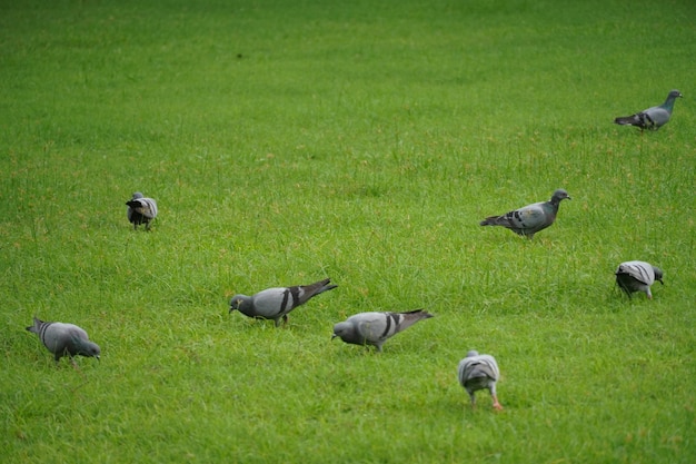 Imagem de pombo na grama verde